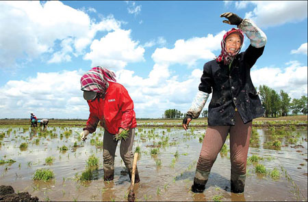Gov't grain target raised 50m tons