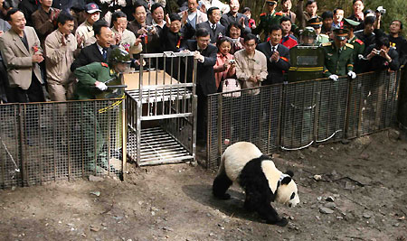 Xiang Xiang, a panda bred in captivity, wanders out of a small cage with metal bars into the wild as dozens of people smile and clap behind a fence at Wolong, a traditional habitat for the endangered species, in Southwest China's Sichuan Province on Friday. Xiang Xiang became the first-ever human-raised giant panda to be released into the wild. 