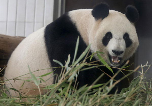 Ueno panda shows signs of pregnancy