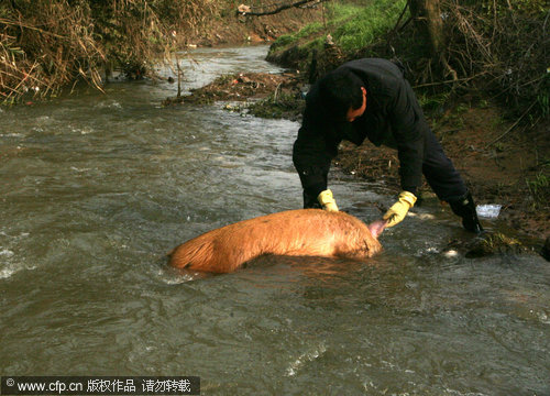 Dead pigs threaten river water quality