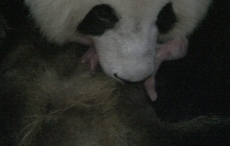 Male panda cub born in Sichuan