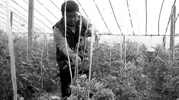Farmer finds wealth after leaving bank job