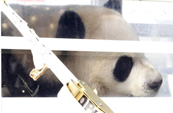 Panda pair arrive in Canada