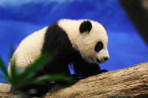 'Panda' makes its presence felt in Chengdu