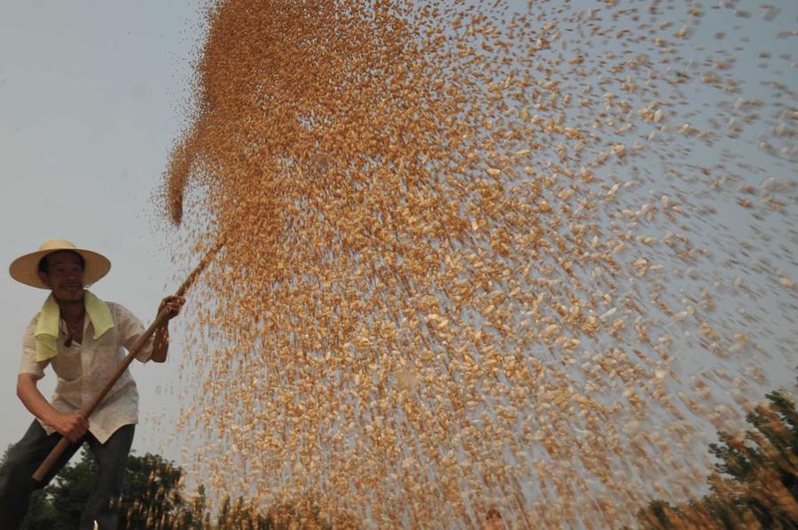 China's grain output grows for 11th straight year