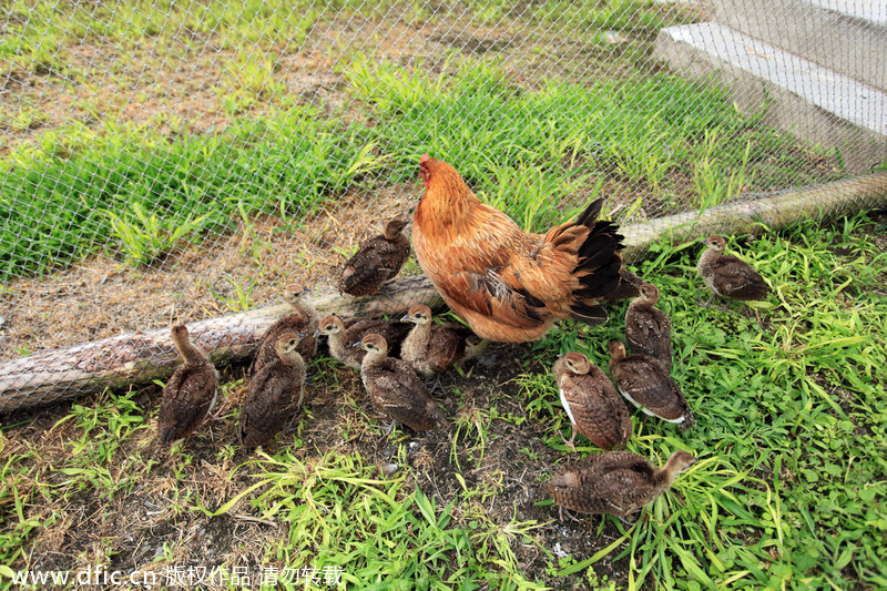 Mother hens for newborn peacocks