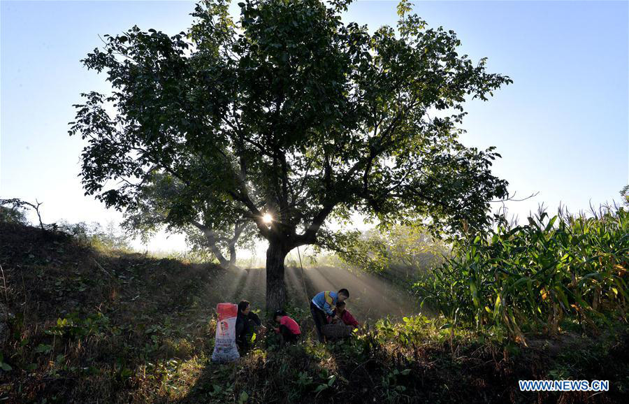 Autumn harvest season begins across China