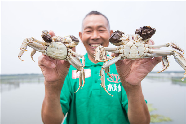 Feasting season kicks off for delicious hairy crabs