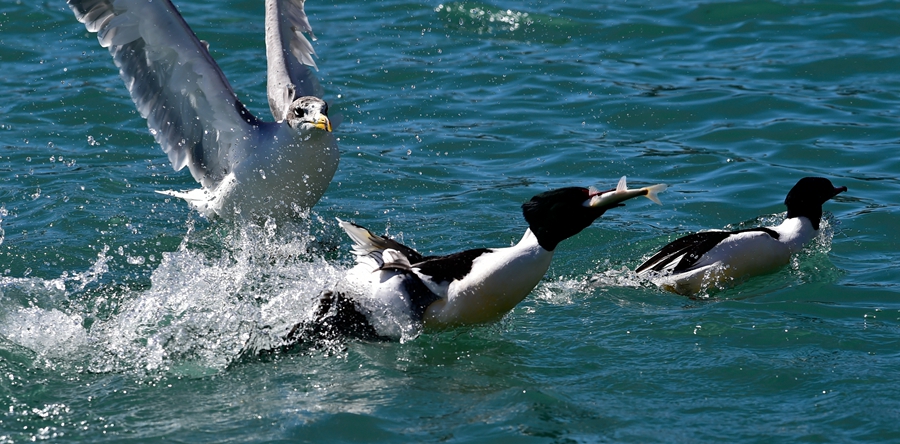 Birds spend winter in Lhasa River valley