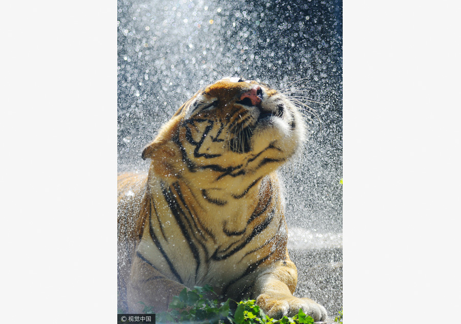 Zoo animals cool off in hot summer