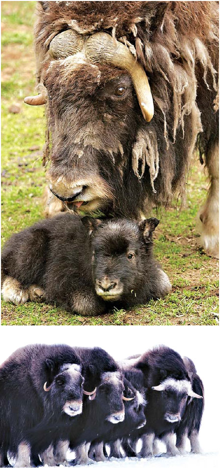 How oxen that eluded extinction might help other species survive
