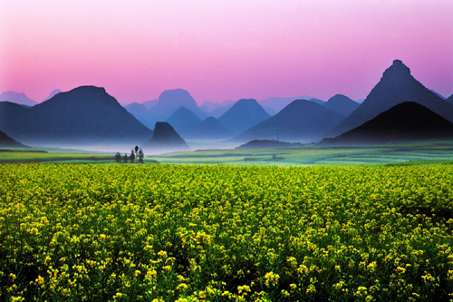 油菜花海：世界最大的自然天成花园