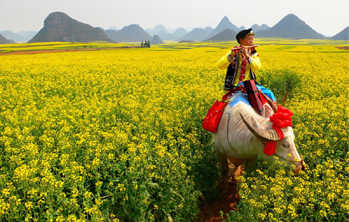 油菜花海：世界最大的自然天成花园