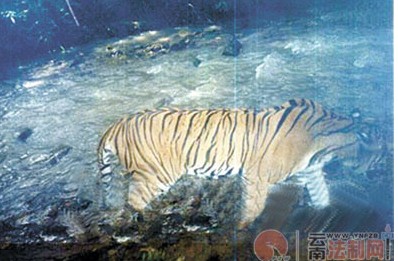 云南猎杀老虎案主犯被判12年赔偿48万