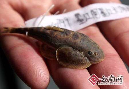 云南省发现两个鱼类新物种 具有重要意义
