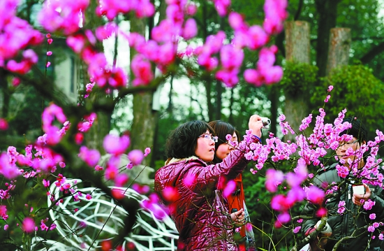 南山赏花