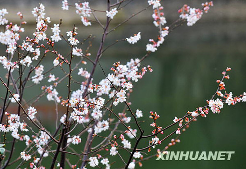 长沙春来早 樱花露笑颜