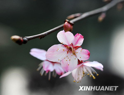 长沙春来早 樱花露笑颜
