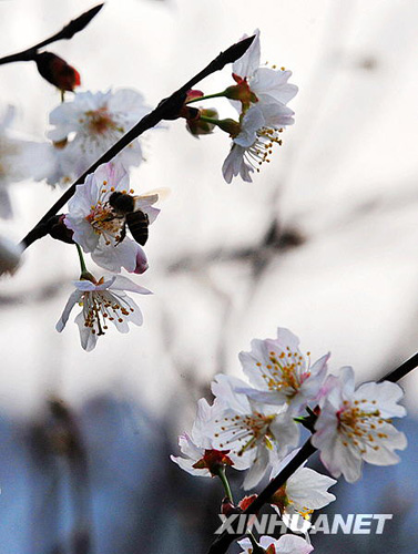 长沙春来早 樱花露笑颜