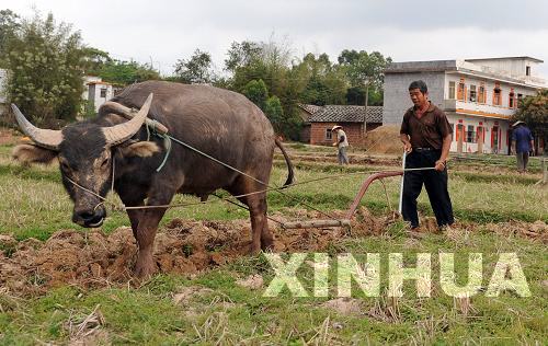 广西各地群众积极抗旱抢种
