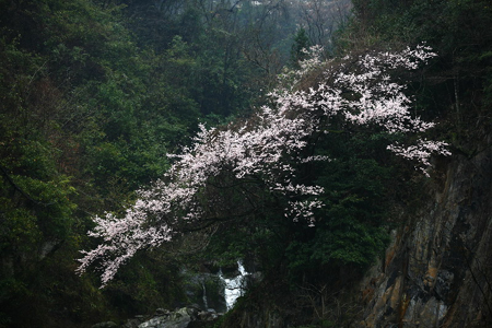 神农架妇女节里喜降桃花雪