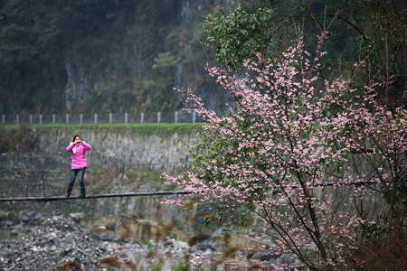 神农架妇女节里喜降桃花雪