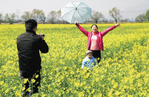 瑞安8000亩花海候客来