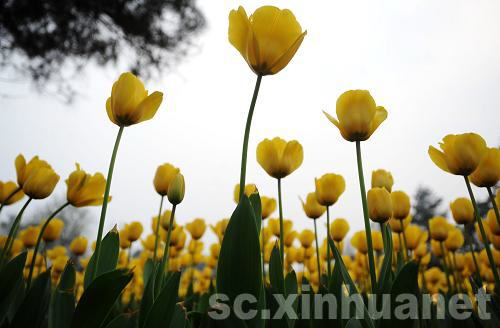 石象湖景区郁金香盛开