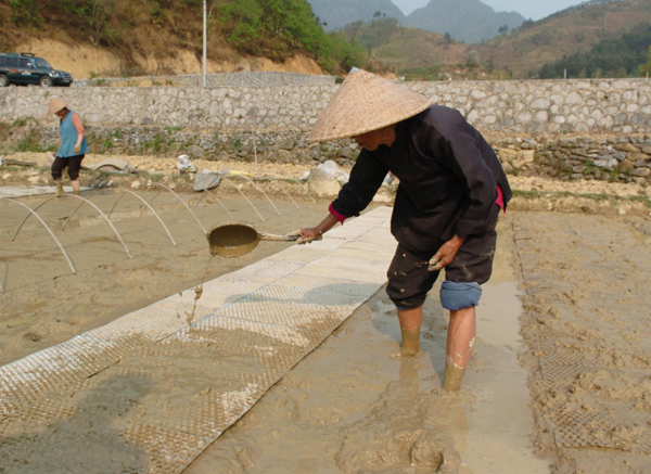广西河池旱区群众旱育秧苗