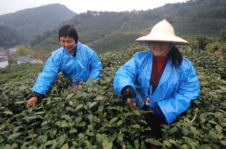 西湖龙井新茶进入采摘期