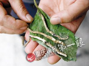 沙坪坝虎峰山发现虫草 小心服用以免中毒(图)