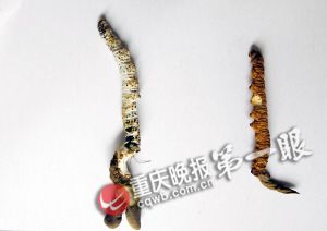沙坪坝虎峰山发现虫草 小心服用以免中毒(图)