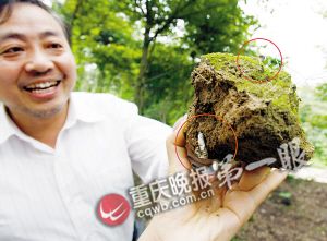 沙坪坝虎峰山发现虫草 小心服用以免中毒(图)