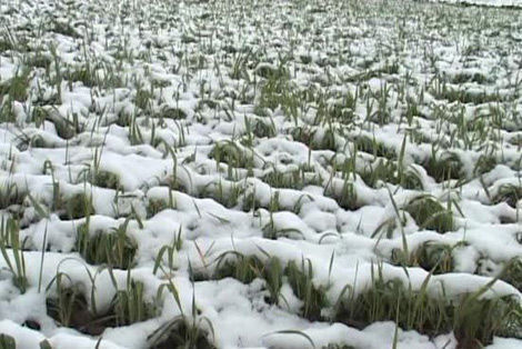 新疆首次出现六月降暴雪 部分地区绝收(图)