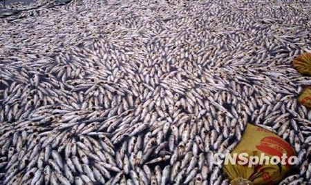 紫金矿业副总裁涉环境污染事故罪被刑拘