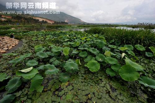 大理湿地保护见成效