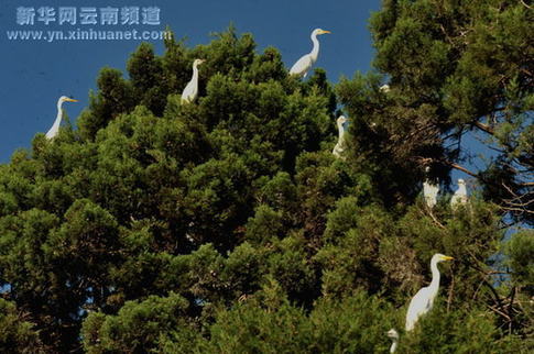 大理绿化环境白鹭增多