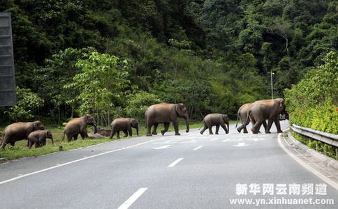 西双版纳野象徜徉高速公路