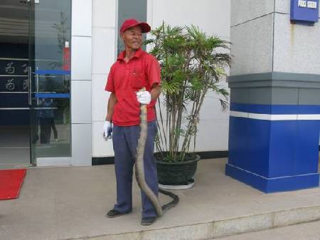 云南安宁一居民家中发现眼镜王蛇