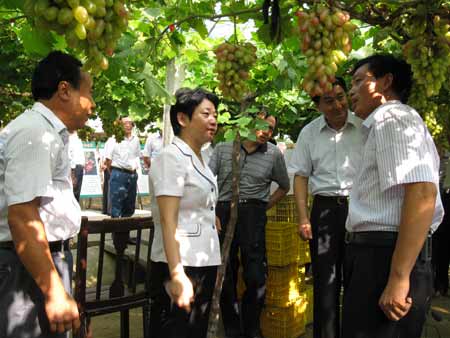 江苏副省长黄莉新考察黄桥老区现代高效农业