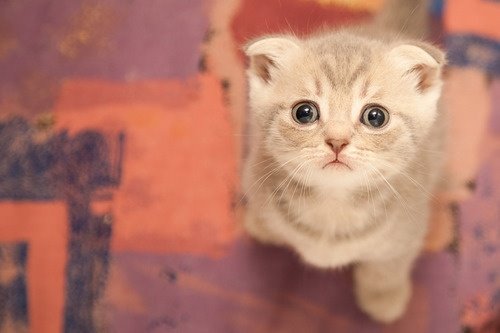 萌猫盘点 触动你的心