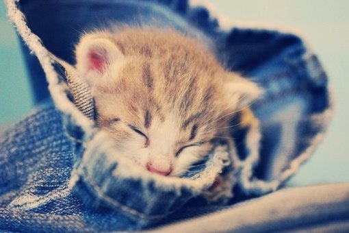 萌猫盘点 触动你的心