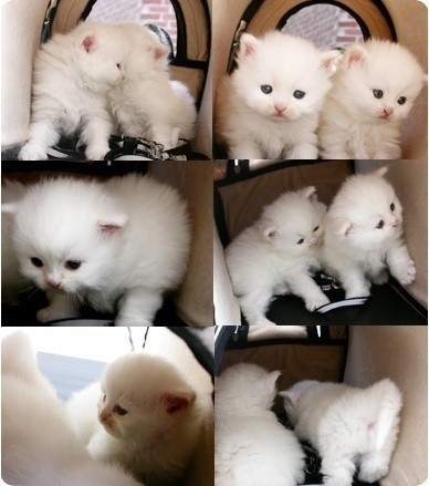 萌猫盘点 触动你的心