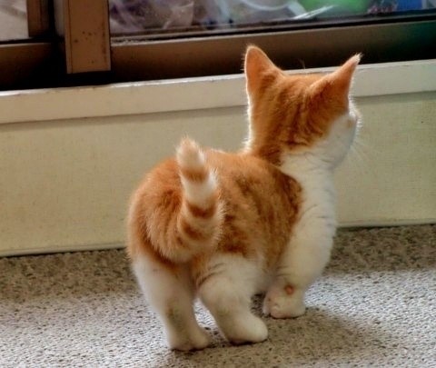 萌猫盘点 触动你的心