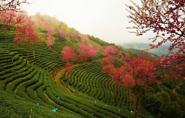 南涧无量山：冬日樱花迷人眼