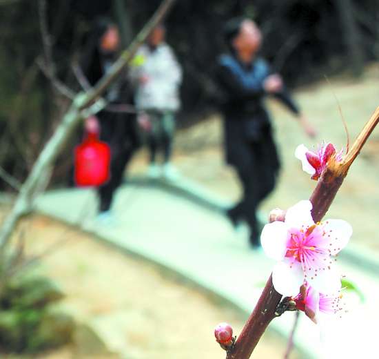 汕头巨峰寺迎来最早桃花盛会