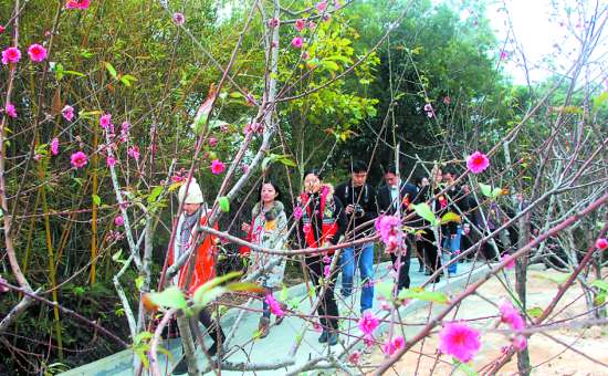 汕头巨峰寺迎来最早桃花盛会