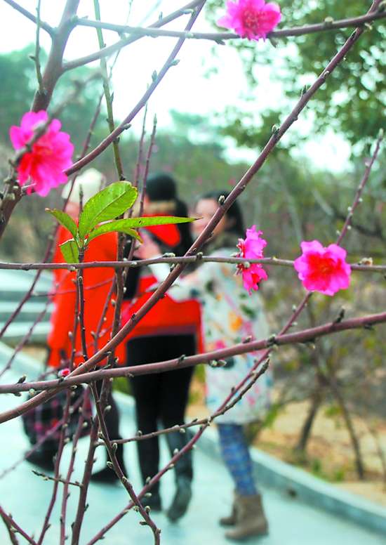 汕头巨峰寺迎来最早桃花盛会