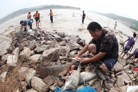 黄河小浪底大浪淘沙形成流鱼奇观