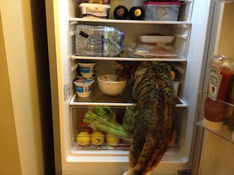 百变猫咪秀 萌呆了